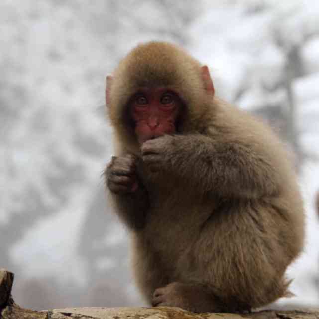 Isn't this monkey cute